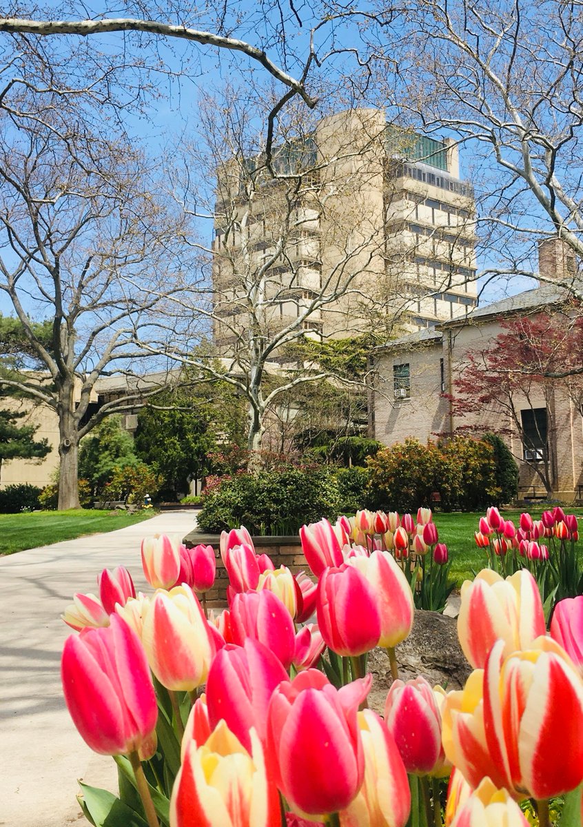 HUSpecColl's tweet photo. It's another #TulipTuesday here @hofstrau! #hofviews #Hofstra #flowers #tulips #AxinnLibrary (Photo taken on 4-24-22) https://t.co/DK0vyiXuw5