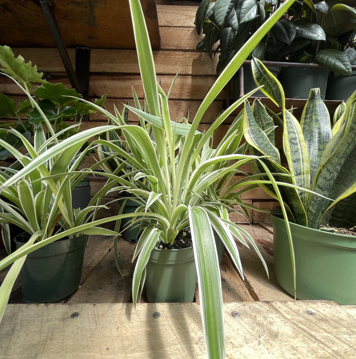 Find us this weekend at the One of a Kind Show at the <a href="/MerchandiseMart/">Merchandise Mart</a>. We'll be selling plants and pots from booth 7-3029 on Friday, Saturday, and Sunday! 

Tickets are still available! @ooakchicago oneofakindshowchicago.com/spring/attend/…