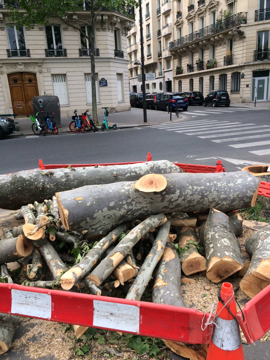 aristarque75's tweet photo. Le dernier massacre à la tronçonneuse des sinistres barbares de la mairie de Paris : avenue de la Tour Maubourg... un arbre centenaire en pleine santé... https://t.co/sNL7VNgEcc