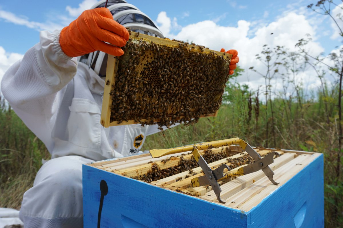 Looking to start beekeeping this year? This is the time of year to get your equipment and to order your bees! Deciding what type of hive you’d like as well as planning out what plants your bees will need is so exciting!

buff.ly/3uSFQwj  #beekeeping #beekeeperlife