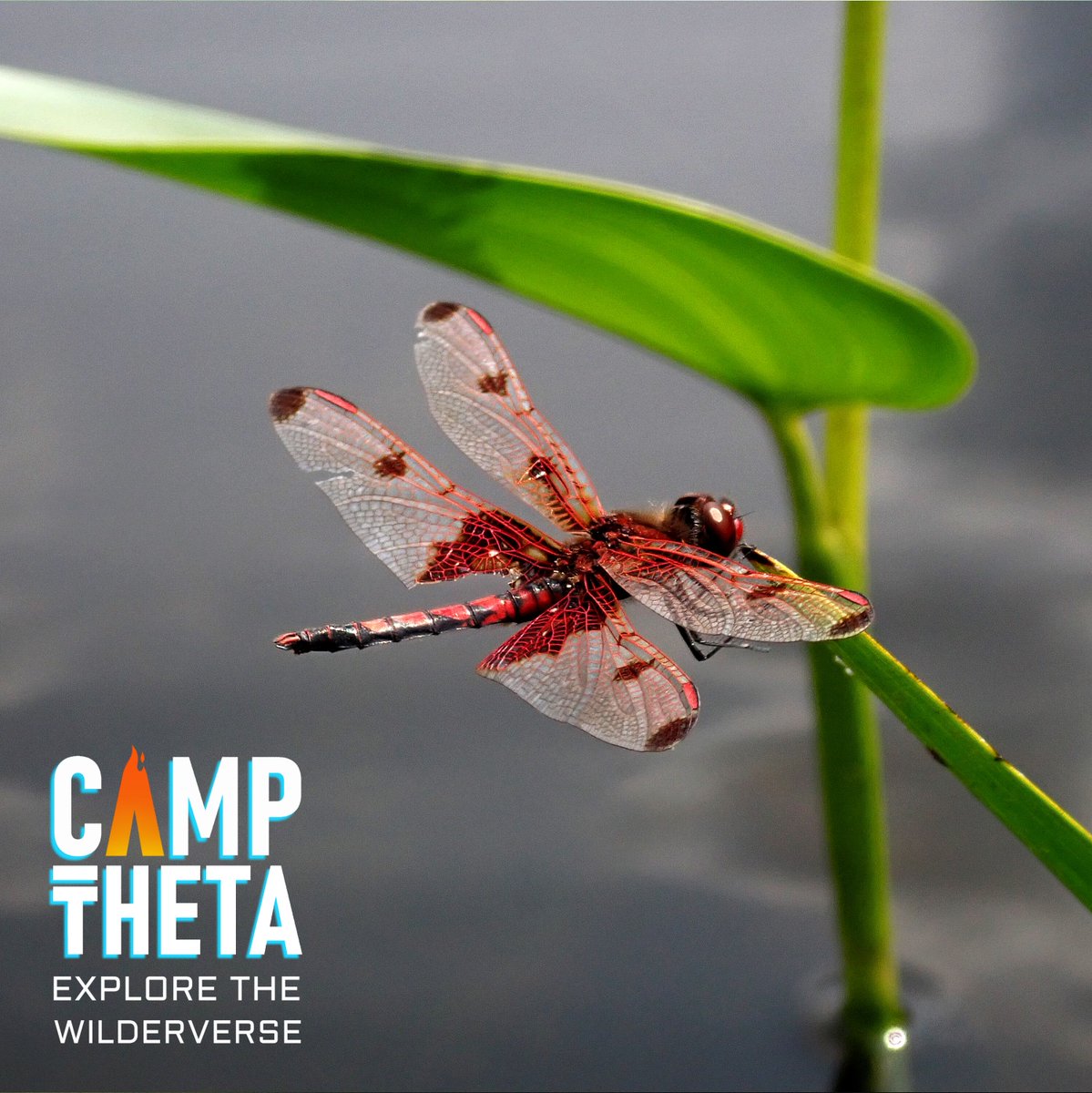 max_theta's tweet photo. By August 25-28th, there won't be any mosquitos left at Camp $THETA.

...you can thank this little guy!

6 tickets available on MetaPass, May 5th.

Discord:  https://t.co/tGPZr4l3kA https://t.co/sQPSesyns0