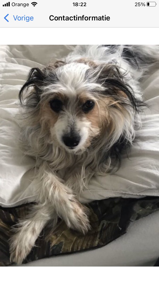 Raemon Sluiter tweet media