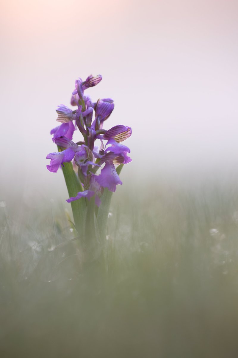 MikeMcKen8's tweet image. Green Winged Orchids predawn and at sunrise @ukorchids