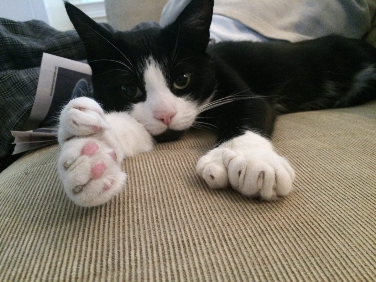 MRFRScats's tweet photo. High five to all of those who've submitted photos to MRFRS's 2023 Cat Calendar! If you'd like to reserve your small “snapshot” photo ($40 donation), act fast - there are only 15 SPOTS LEFT and the deadline is May 1: https://t.co/DoszSTq93A. All #cat photos are welcome! https://t.co/8k2xoYkGpI