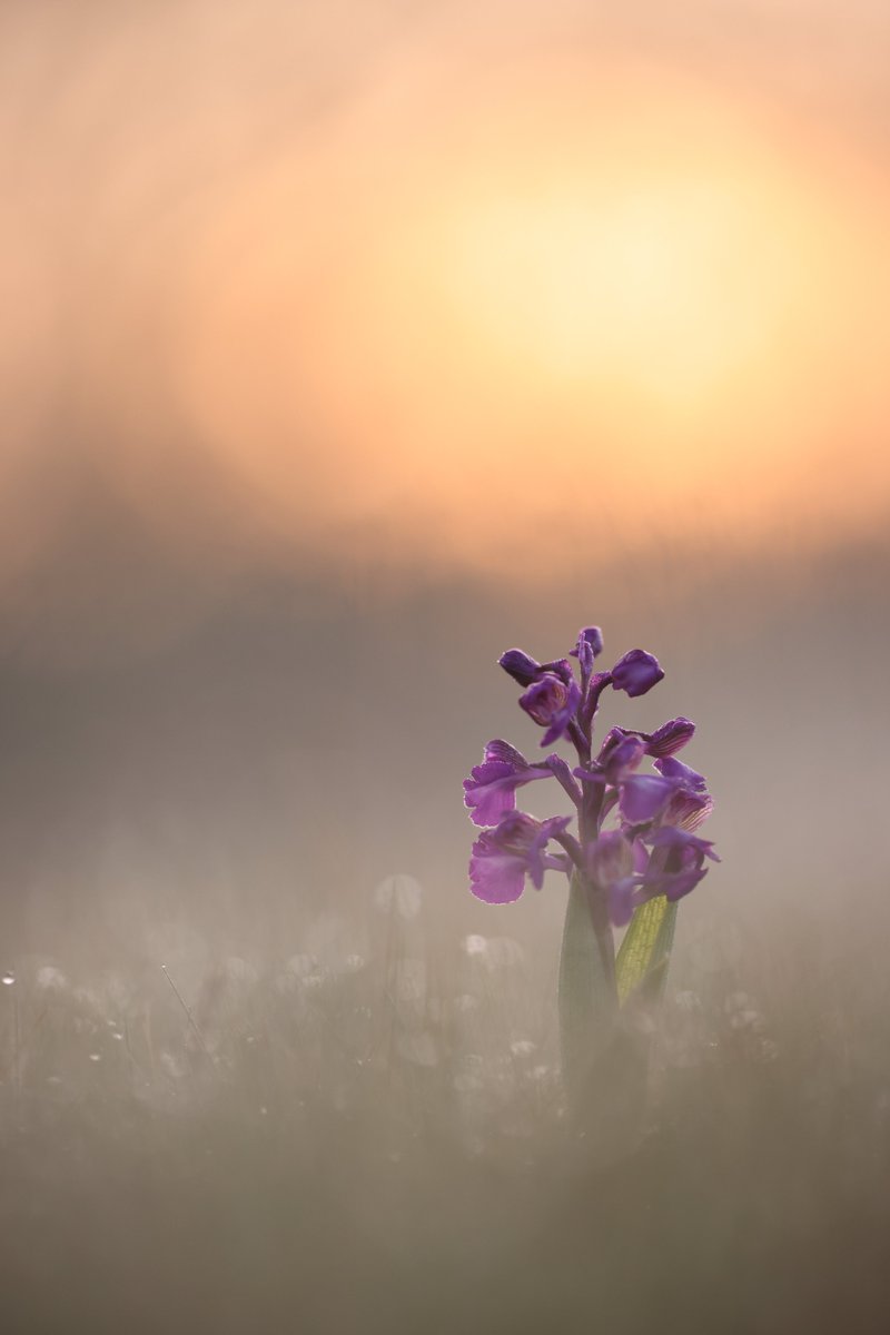 MikeMcKen8's tweet image. Green Winged Orchids predawn and at sunrise @ukorchids
