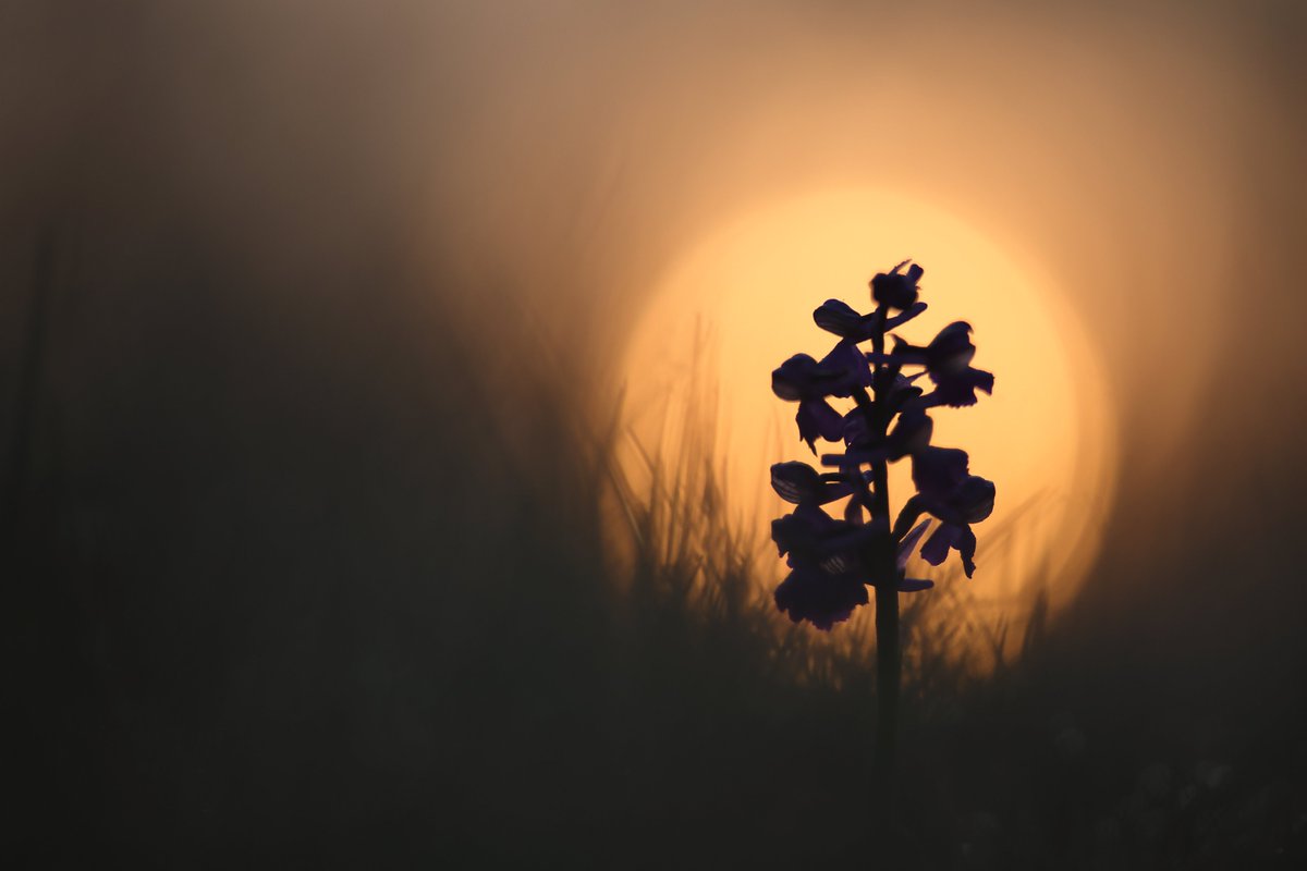 MikeMcKen8's tweet image. Green Winged Orchids predawn and at sunrise @ukorchids