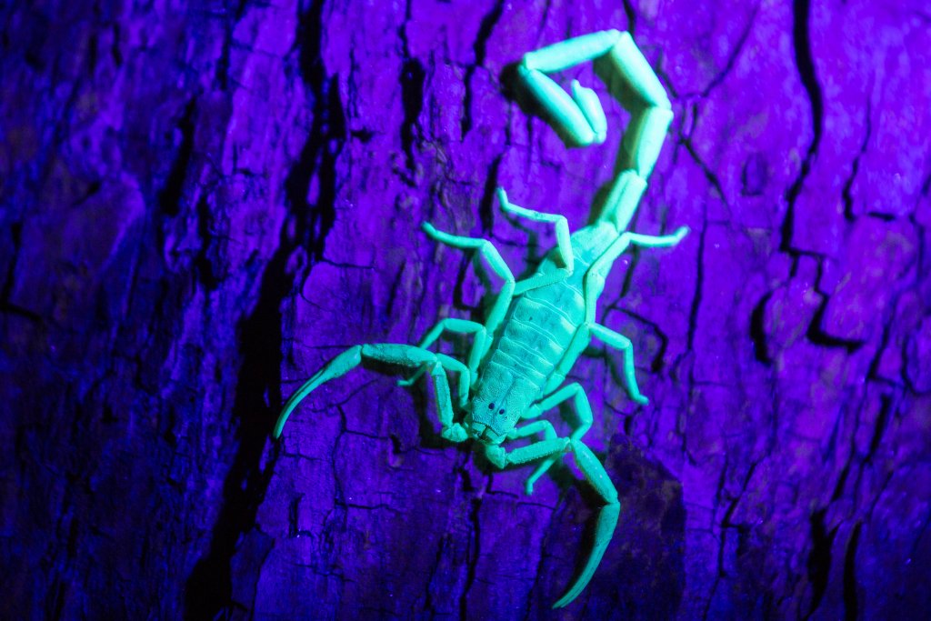 BurnsPest's tweet photo. Don’t get stung by a scorpion infestation - give Burns Pest a call! We have years of experience dealing with these nasty arachnids so you won’t have to. https://t.co/n0n5jeCkwg https://t.co/Fmfw2nb34z
