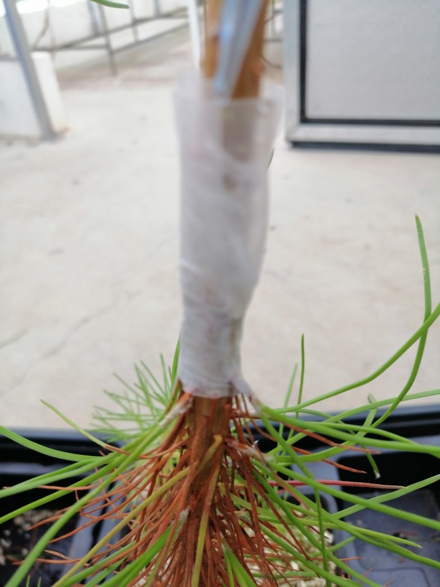 RDiazLourizan's tweet photo. Hoy en @CIFLourizan hemos comenzado las inoculaciones de los ensayos de resistencia al #nematodo de este año. Vamos a evaluar algunas familias
 candidatas a resistentes y otras no evaluadas hasta ahora. Esperamos encontrar más resistentes! #mejoragenetica #pino #MFE https://t.co/HQyejgvKSK
