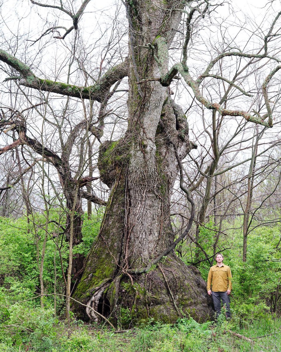 gatheringgrowth's tweet photo. This is former National Champion Chinkapin Oak. I believe it was just dethroned because of no one remeasuring and re submitting. The tree is part of a ancient oak savanna in the blue grass area that desperately needs some management and controlled burning. https://t.co/gtNrjbuGyH