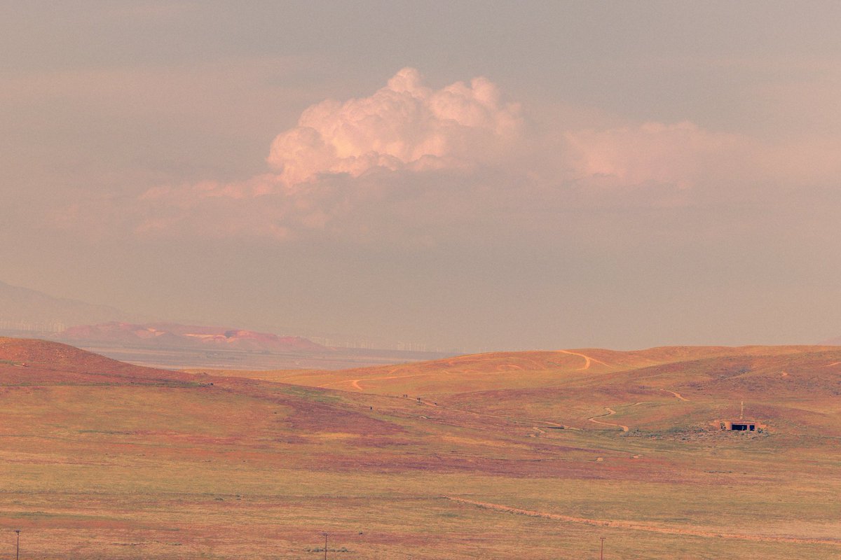Among fields of flowers