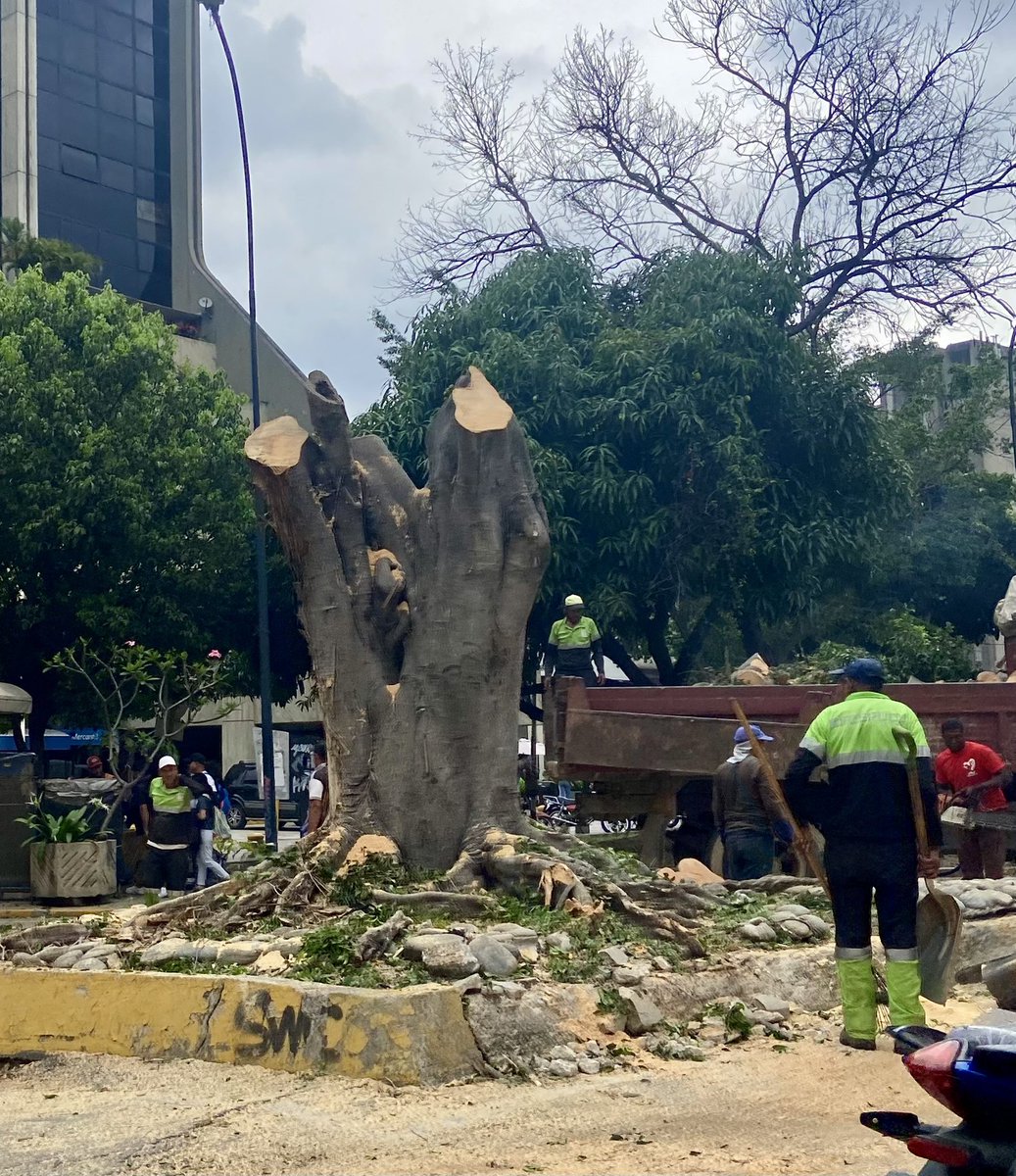 hilarialui's tweet photo. Salgo feliz de mi trabajo y me consigo con esto 🙁Que pesadilla, que amargue 🥲 un nuevo árbol arrasado https://t.co/zuxgxGedky