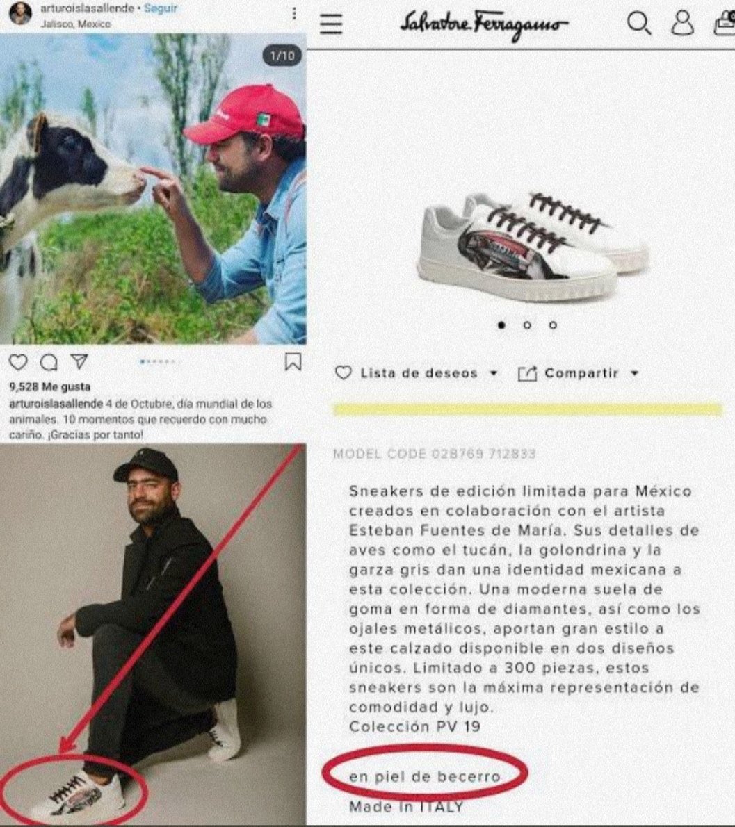 gelasita's tweet photo. Aquí acariciando la piel del becerro que luego usaré en mis tenis Salvatore Ferragamo https://t.co/g02G3I9IzB