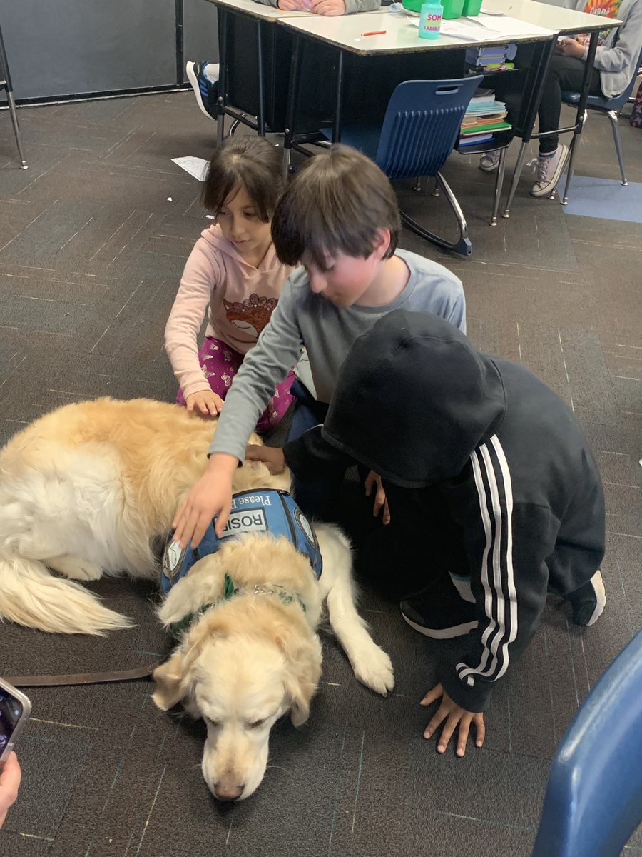 GranbyThird's tweet photo. Rosie the Comfort Dog❤️ https://t.co/oIePjozWLW