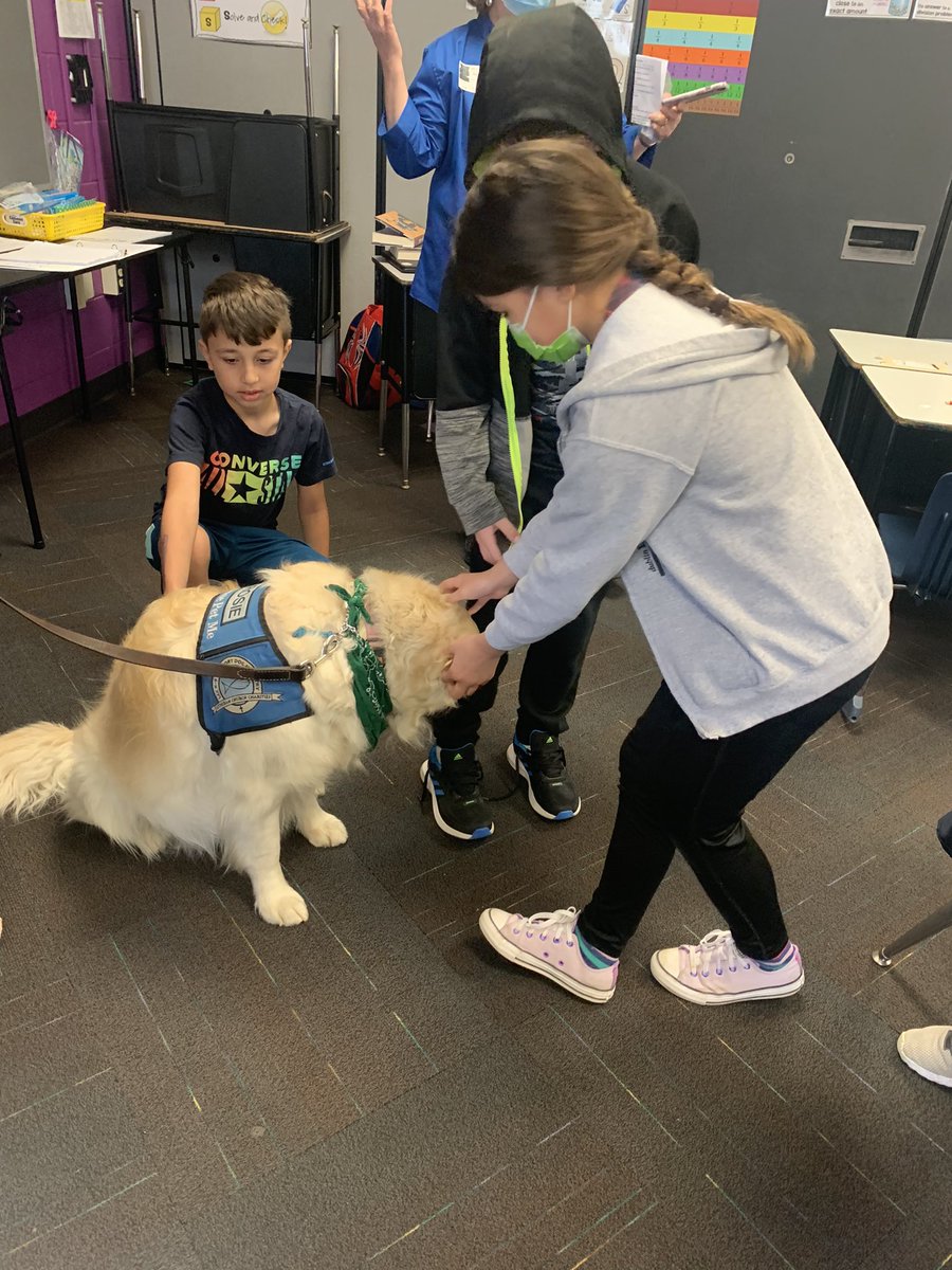 Rosie the Comfort Dog❤️