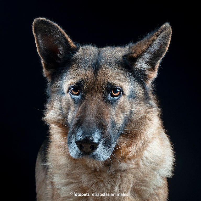FaunaenCasa's tweet photo. Paulina 🐶 es una #PastorAlemán que fue #abandonada en la #perrera por su anterior propietario, un @cazador que se despojaba de ella 😔
Tras sacarla de la allí, la Asociación @AXLAMADRID busca una #familia responsable que la #adopte en #Madrid, más info en https://t.co/Mw4FMRTZPN https://t.co/HkTI1KyCQj