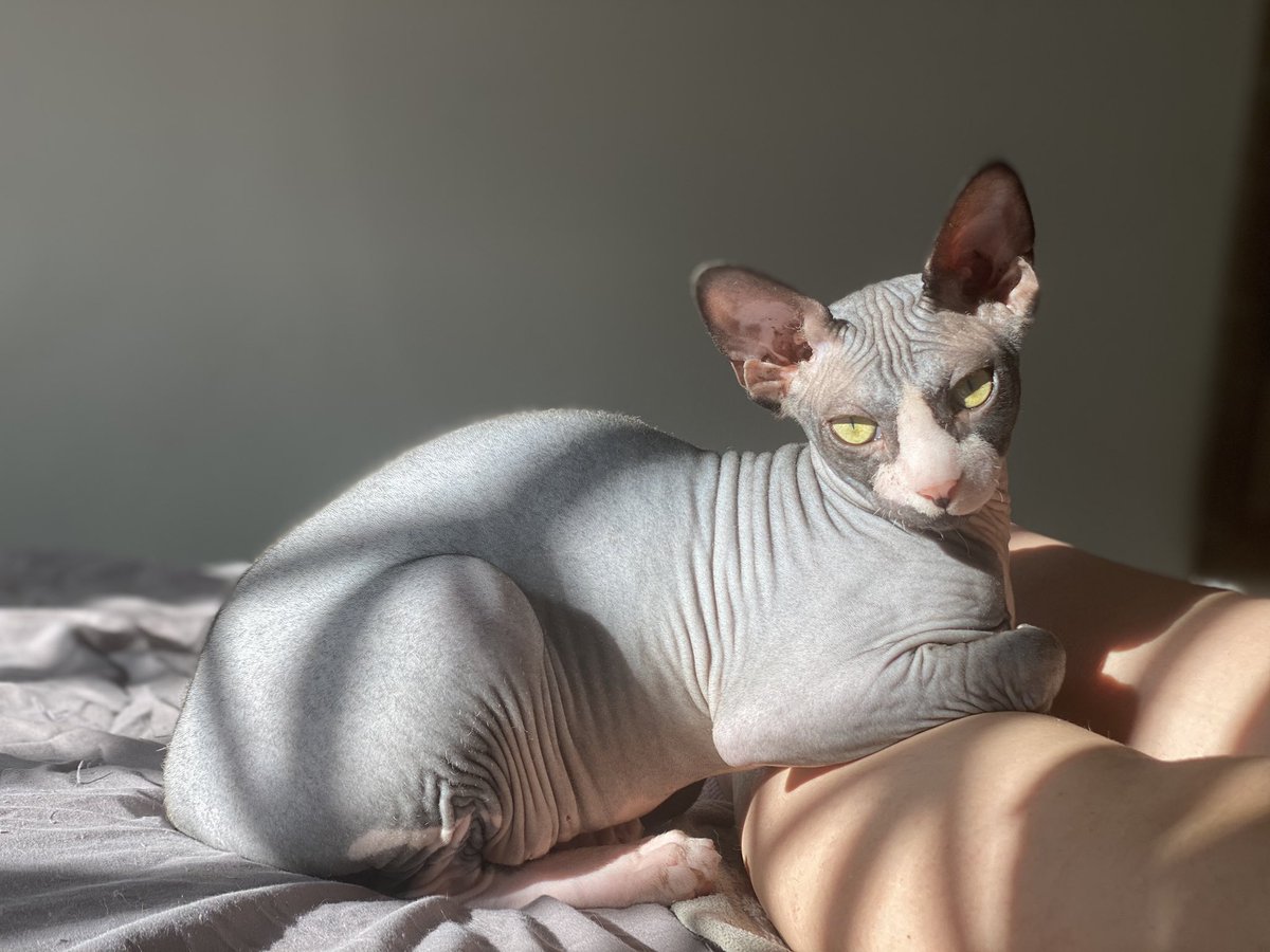 Mi peladito 🥺 #bills #sphynxcat