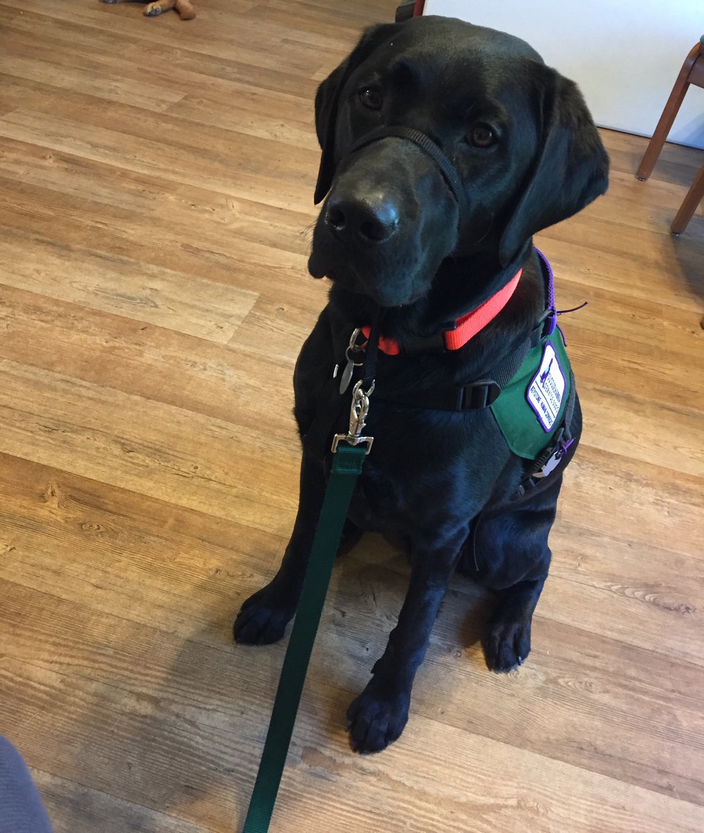 cldt67's tweet photo. @threedogsofva Labs are the BEST!!!!! https://t.co/F4KS86RF1S