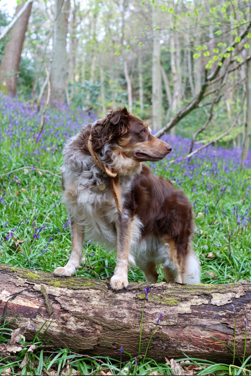 Chester & Crumble tweet media