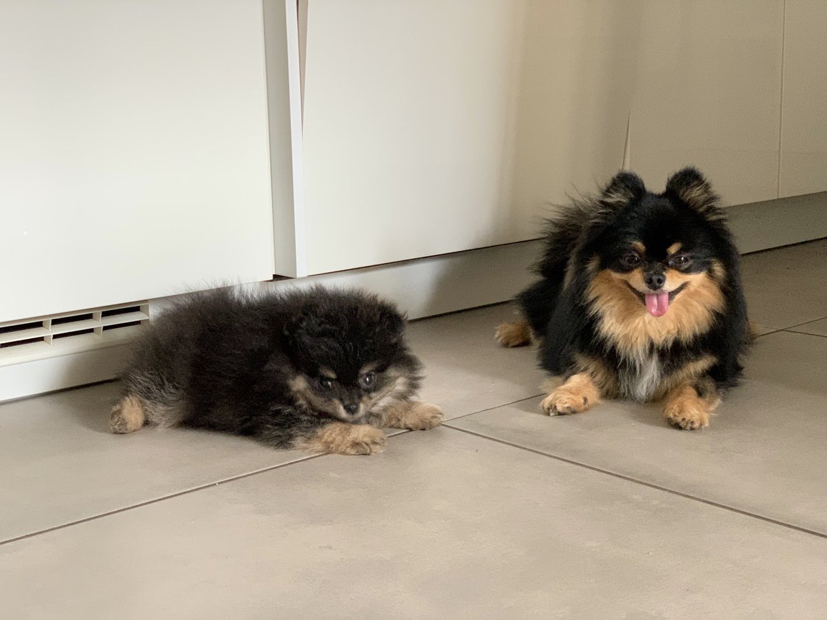 MyPomstars tweet media