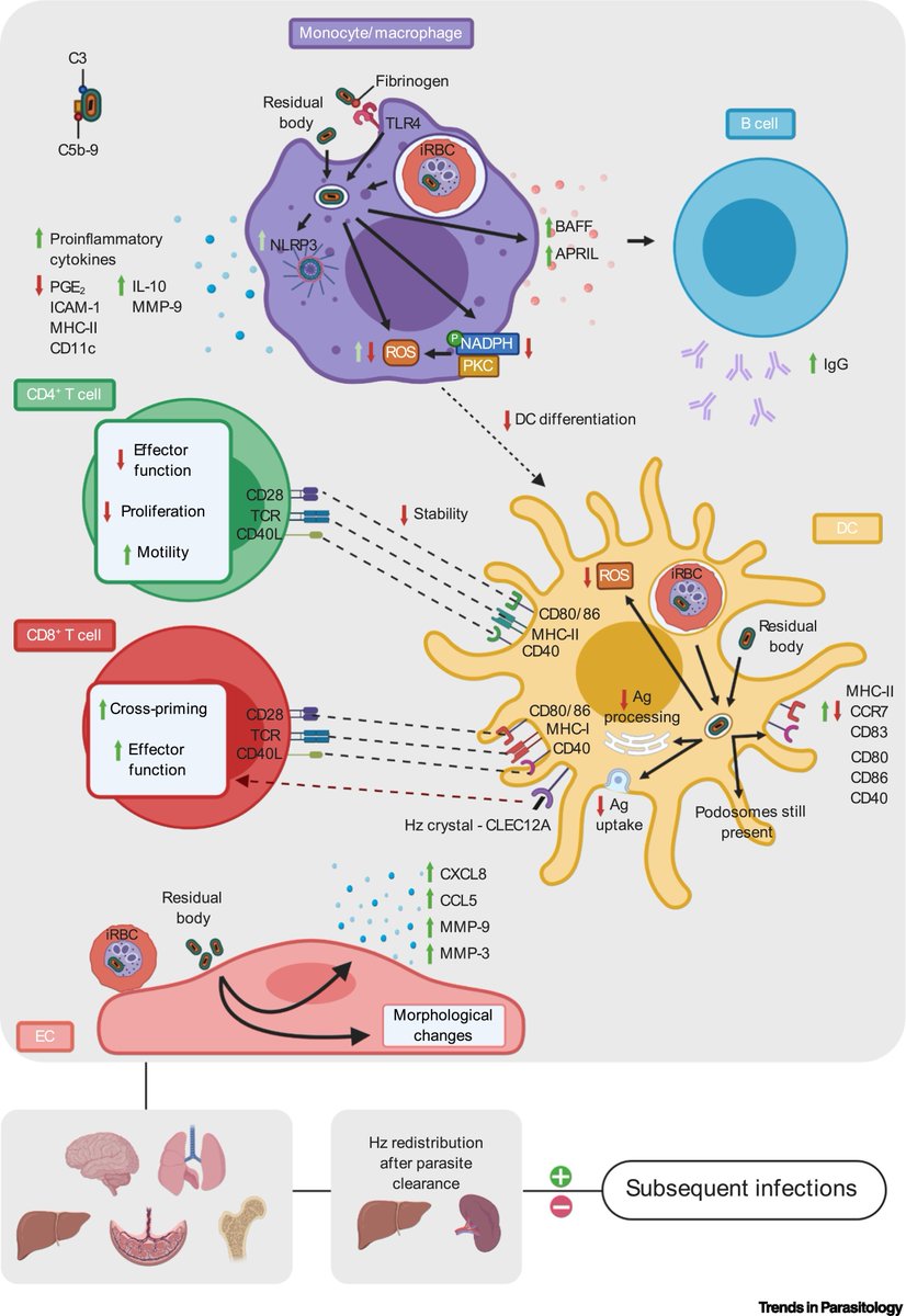 TrendsParasitol's tweet photo. In our #WorldMalariaDay collection with @CellReports & @CellRepMed https://t.co/ZgYf0pICSj:
#Hemozoin in #Malarial Complications: More Questions than Answers. @Thao_ThyPham @malariaatUtah @KU_Leuven @UofUPathology @TheCrick
https://t.co/Zz9LrsAp8E https://t.co/p81qrF1D8a
