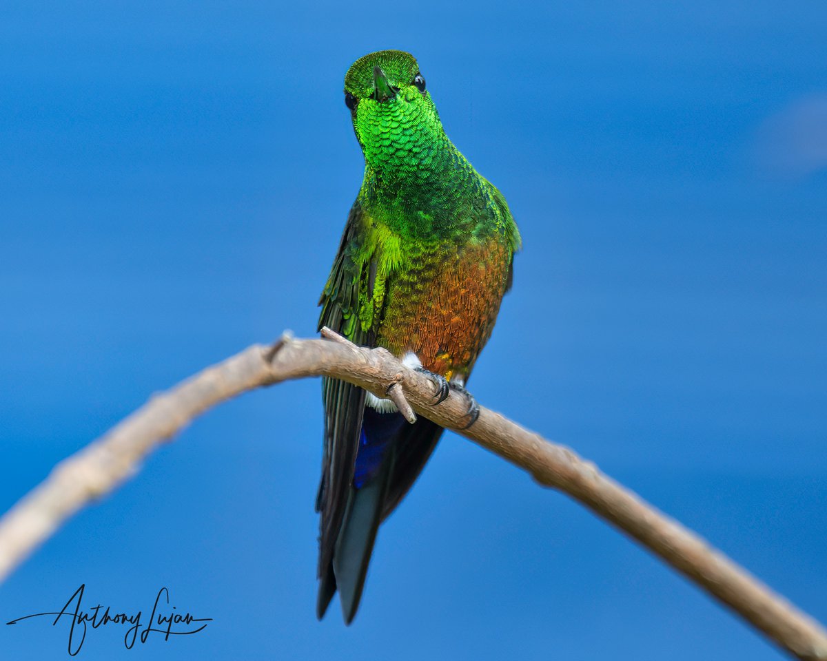 anthonylujan's tweet photo. Love this Coppery-bellied Puffleg looking back at me. Love when nature sees me as I'm loving seeing nature! 
Colombia March 2022
Sony A1 - Sony 600mm

#CopperybelliedPuffleg #Puffleg #hummingbird #nuts_about_birds #earthcapture #nature #natgeoyourshot #naturephotography #sony... https://t.co/CpyU8DBNVS