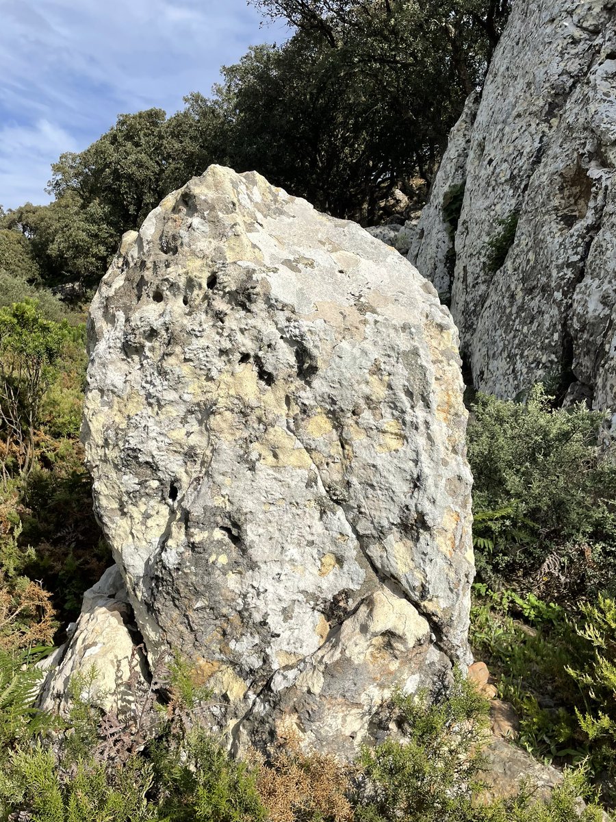 jrambaud's tweet photo. Paseo por #Neolitico #EdadBronce a 300 m de casa #menhires #megalitico #Facinas #Tarifa #arqueologia #archeology https://t.co/B9Z0w2T2rQ