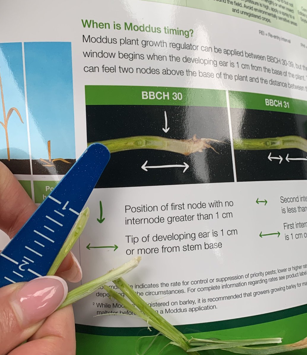 HuttonJoce's tweet image. Out scouting some wheat before the chill this Wednesday. Some Thorndale wheat is sitting just shy of BBCH30. A few warmer days and we will be rolling. #fieldperformance @syngentacanada