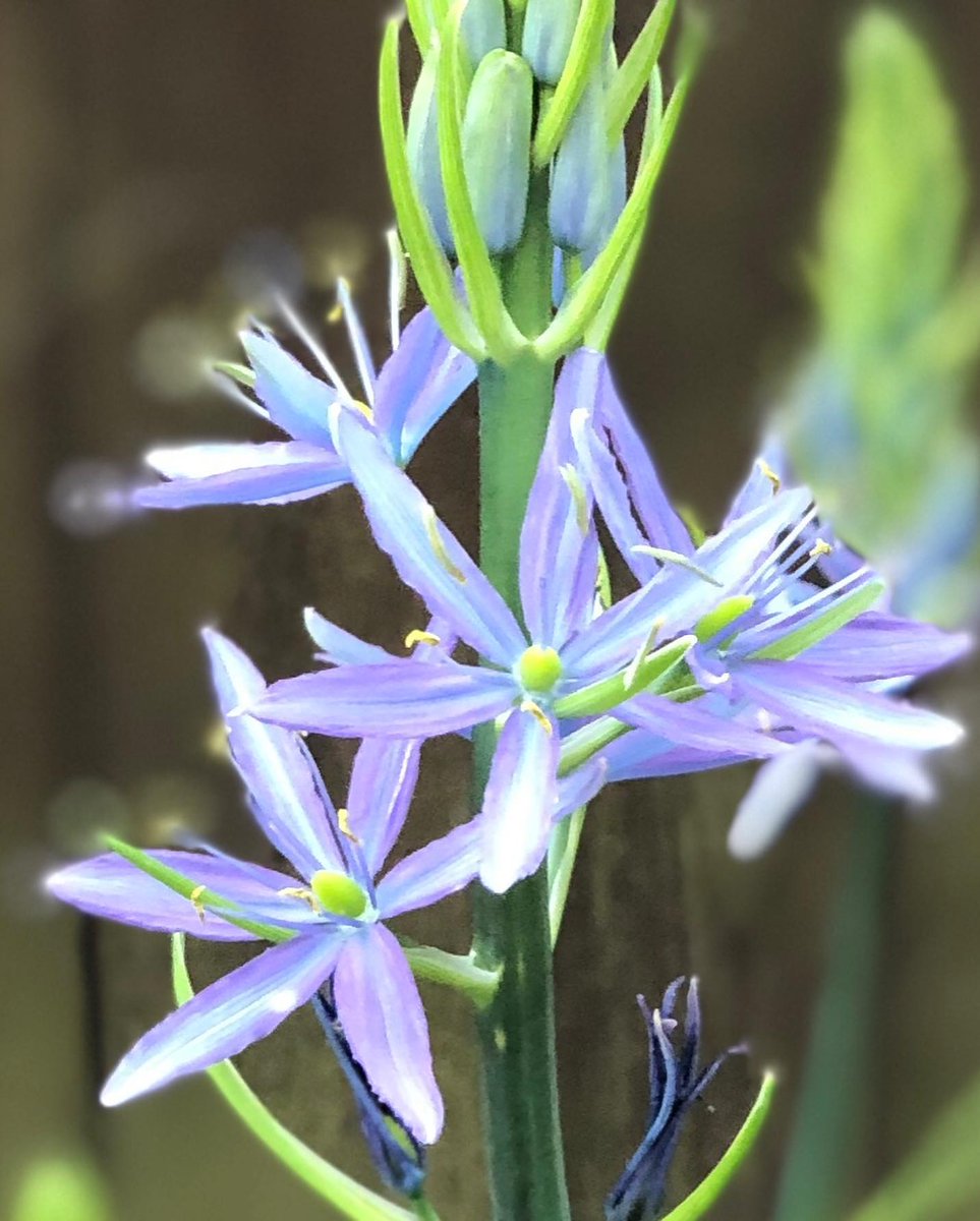 Don't you just love #spring? Our pots have gone ... well, potty in this warmer weather. Parrot tulips, Dogwood and Camassia - some of my favourites. #springflowers #gardendesign #containers #worcestershire.