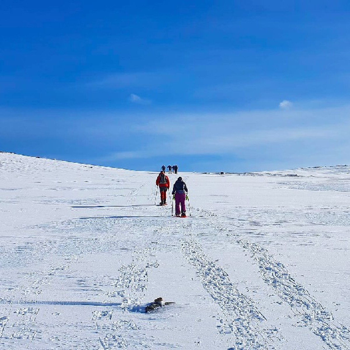 MS Polarlys had a fantastic day in Honningsvåg - gateway to the North Cape. Sparkling sunshine, blue sky, and snowshoeing on perfect paths ☀️❄️ What's your favorite activity in Honningsvåg?