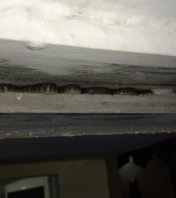 SARRP_India's tweet photo. On #Monday at 8 pm our #rescuer Chinmay Wadake received a #snake alert call from #Virar. After arriving he saw 6 checkered keelback baby #snakes near the toilet door.
He #safely #rescued all 6 which were found in good condition &amp; have been #released into their #natural habitat https://t.co/GFZNNDk1Nq