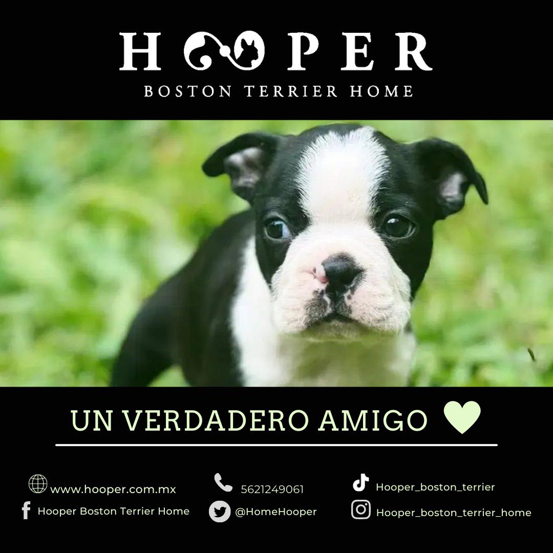 HomeHooper's tweet photo. La mejor compañia de 4 patas! 🐶❤️#amorperruno #perros #dog #perrosfelices #perrosdeinstagram #mascotas #dogs #doglover #dogsofinstagram #instadog ##HooperBostonTerrierHome #BostonTerrier #DogLove https://t.co/Daclj99IzF