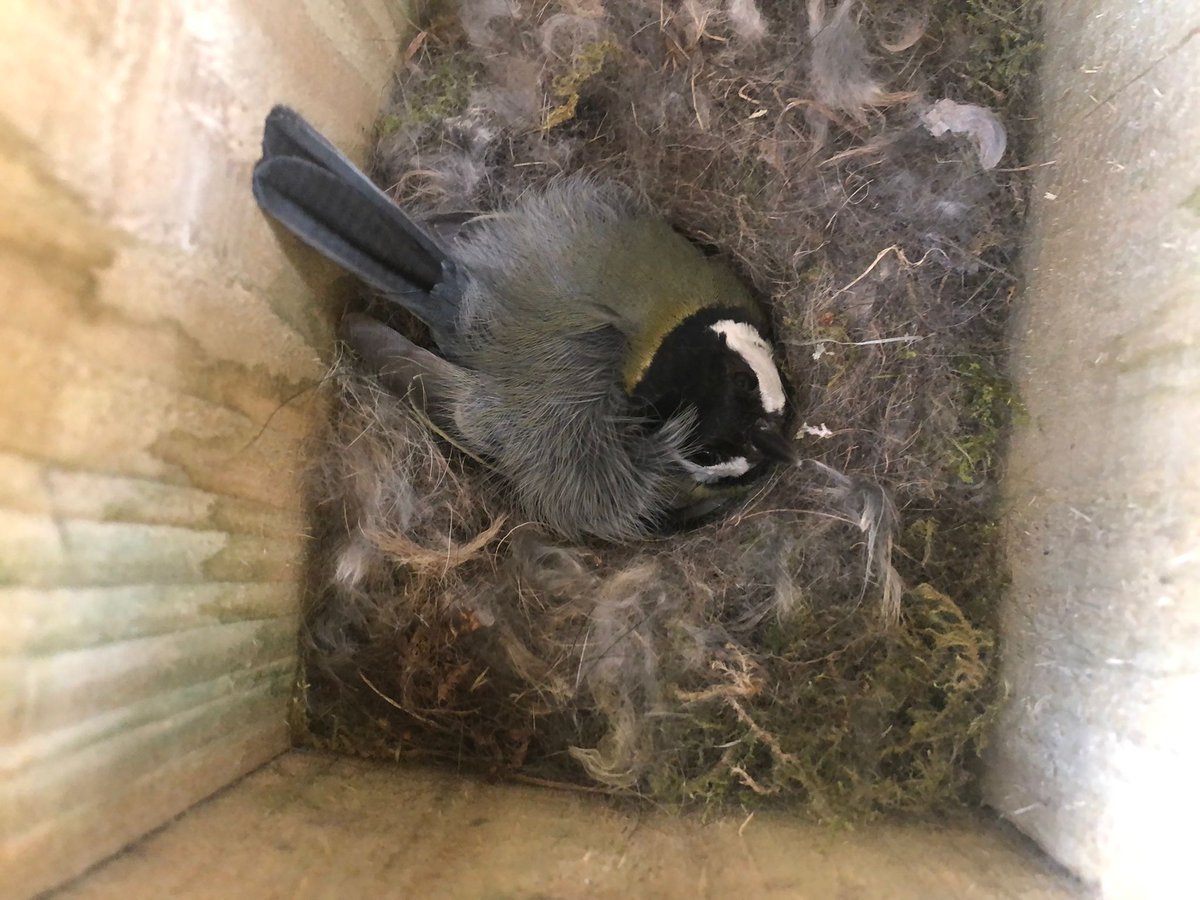 BFTWildlife's tweet photo. The #nest boxes at #Darnick community #woodland appear to be very busy at the moment
#birds #woodlands https://t.co/RZwqdtqyj5