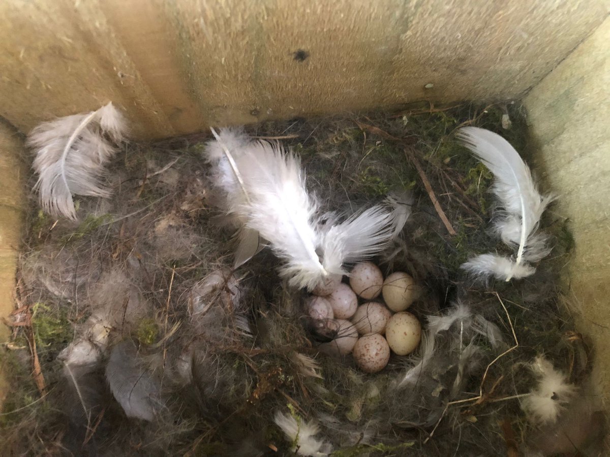 BFTWildlife's tweet photo. The #nest boxes at #Darnick community #woodland appear to be very busy at the moment
#birds #woodlands https://t.co/RZwqdtqyj5