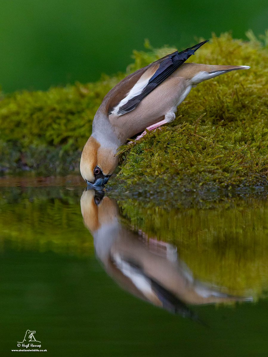 HughHarrop's tweet image. Hawfinch reflection...