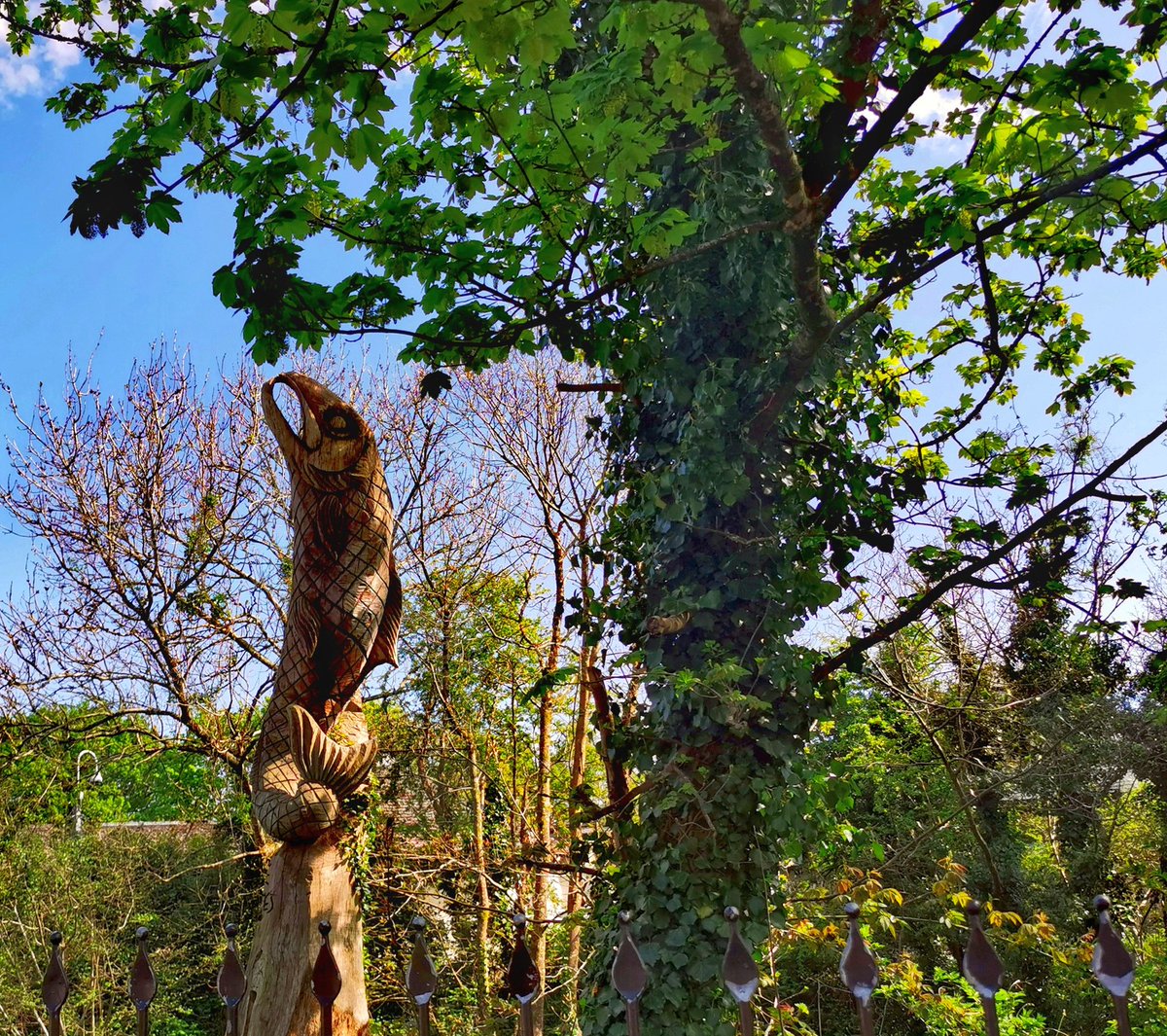 Jackie (@jackiegms66) on Twitter photo Good afternoon from Ivybridge <a href="/SouthHamsDevon/">South Hams Devon UK</a> #Ivybridge #southhams #sunshine #bluesky #fish Good afternoon from Ivybridge <a href="/SouthHamsDevon/">South Hams Devon UK</a> #Ivybridge #southhams #sunshine #bluesky #fish