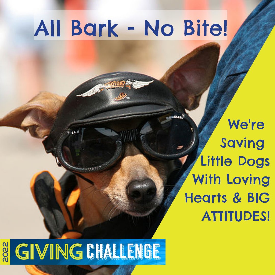 LowRiderFL's tweet photo. The Low Rider "Club" appreciates your loyal support! Our #HogsforDogs #harleydavidson theme is off to a great start! Donations between $25 - $100 are MATCHED?
Go to: https://t.co/IrAE98R7F1
photo: Larry Grubbs from Oak Ridge, NC, Guilford, CC BY 2.0 https://t.co/WLtrq1IrUC