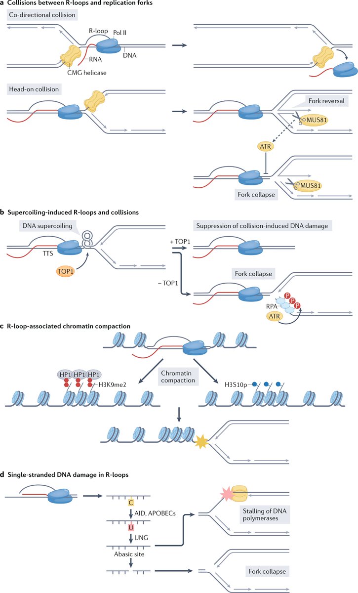 NatRevMCB's tweet image. New #Review by Eva Petermann, Li Lan &amp;amp; Lee Zou discussing sources, resolution and physiological relevance of #Rloops 

@EvaPetermann @LeeZou8 @unibirmingham @harvardmed 

go.nature.com/3EOEKpW