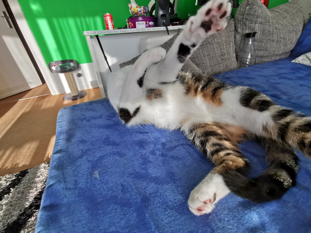 Schon mal 'ne Katze dabben sehen? Bitteschön.