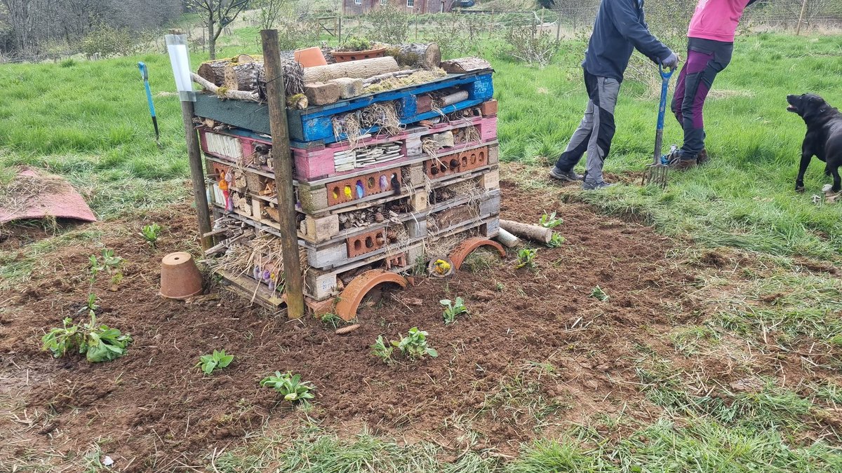 BFTWildlife's tweet photo. Volunteers created a #nectar bar for #pollinators at #Drygrange to accompany the #Bughotel. #calendula #foxglove and #wildflower seeds were planted. A #ghostmoth caterpillar was also found but quickly returned to its home 

@ScotPollinators @PoMScheme @BuglifeScotland https://t.co/Rm7728HaX9