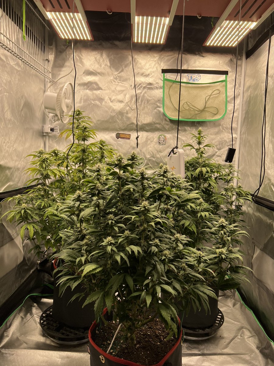growwithpapa's tweet photo. #growdots work great !! #tuesdayvibe #420community #medicinal https://t.co/M8NEmyZlVw