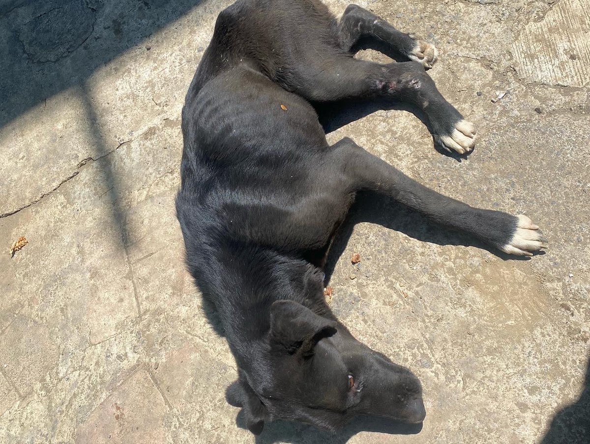 Oceanican tweet media