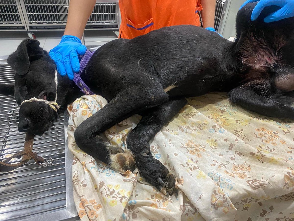 Oceanican tweet media