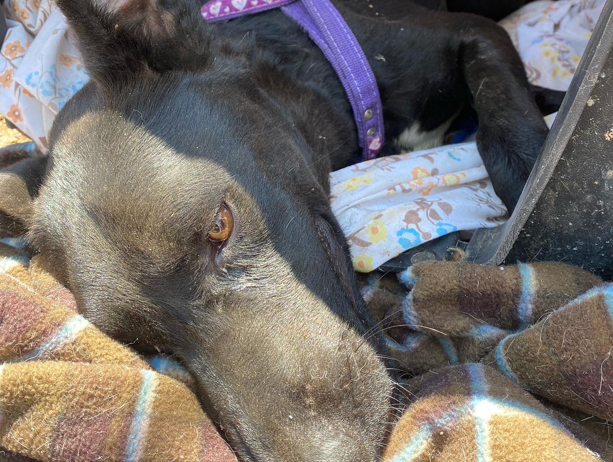 Oceanican tweet media