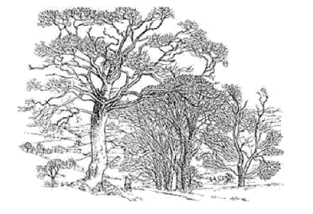 MissRead1955's tweet photo. A Peaceful Retirement was illustrated by Andrew Dodds.

Miss Read had planned to continue to write about Thrush Green but eyesight problems over the next few years precluded this from happening. https://t.co/NRqtnPBHDy