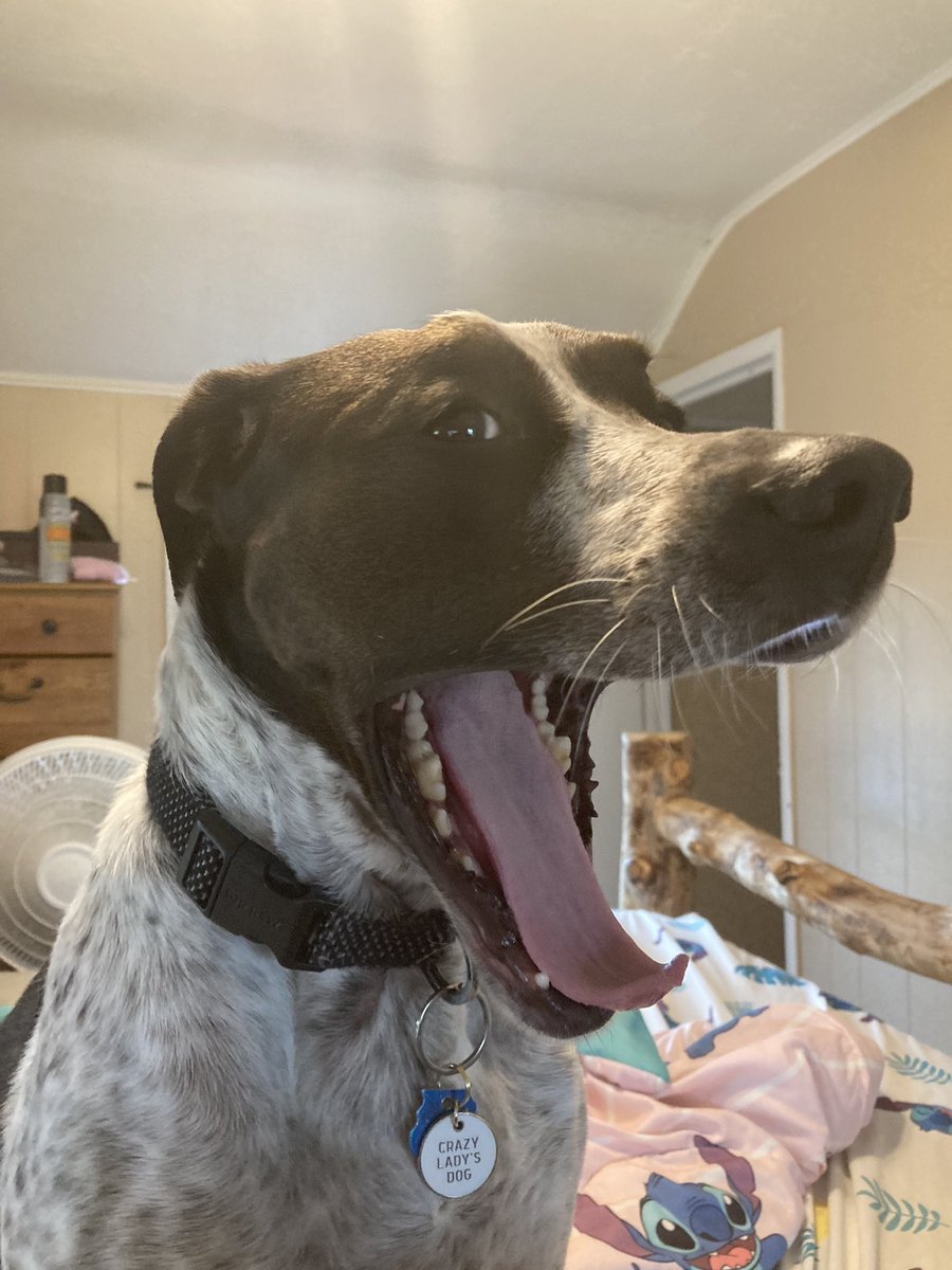 ollied1988's tweet photo. Muddy is just as surprised I joined twitter as I am!#DogsofTwittter https://t.co/v7Y4cJzuqv