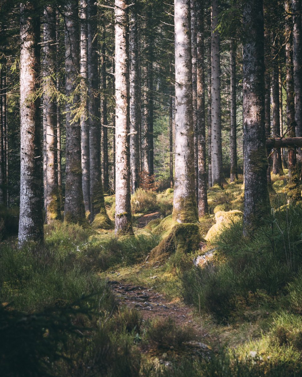 CoffeeHikeShoot's tweet photo. Intimate #forest #moments, #trees and some #magic https://t.co/UayKtStGat