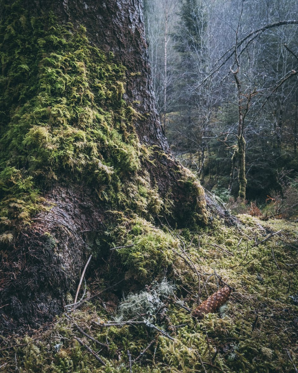 CoffeeHikeShoot's tweet photo. Intimate #forest #moments, #trees and some #magic https://t.co/UayKtStGat
