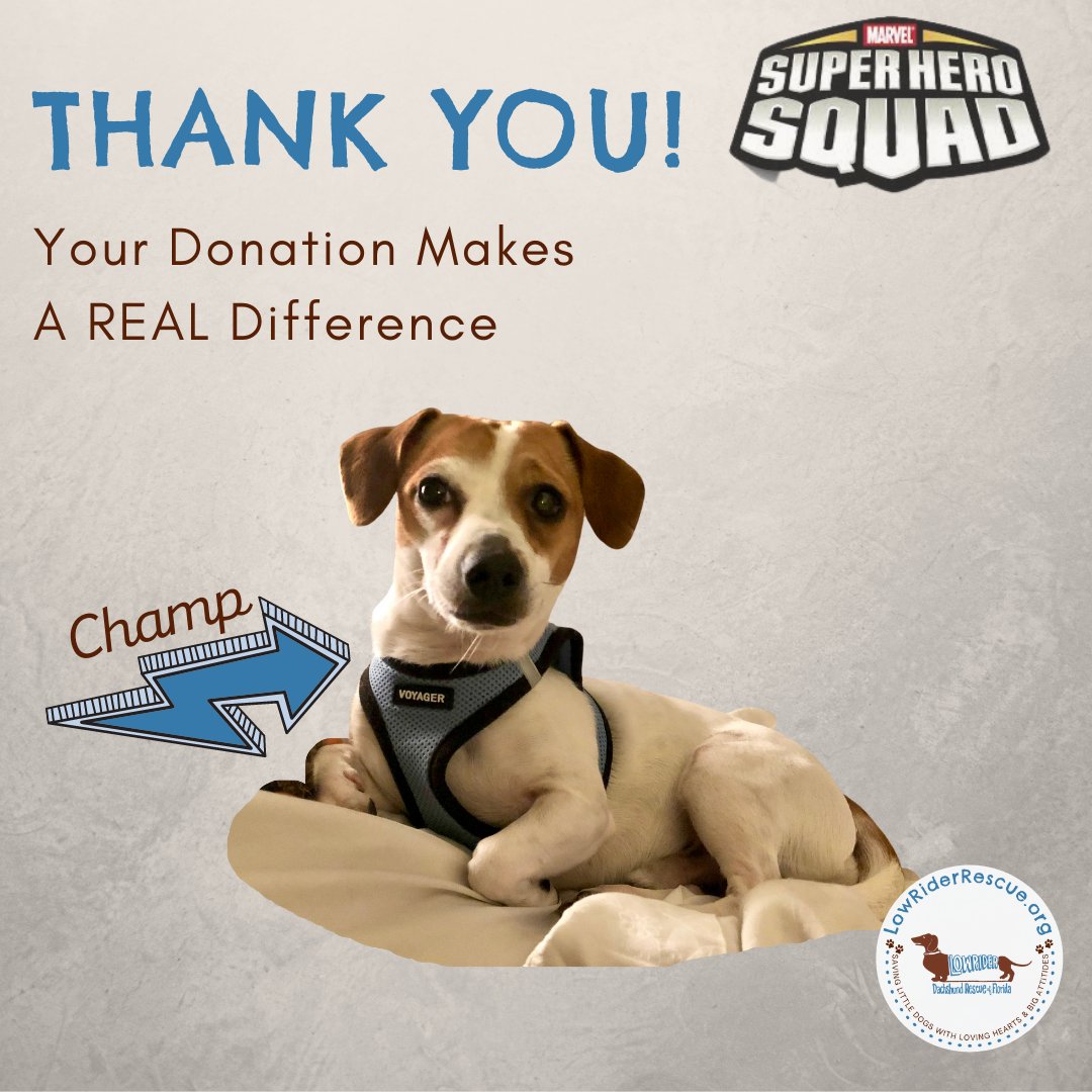 LowRiderFL's tweet photo. THANK YOU Jill Edwards for your contribution. Your donation WILL make a difference for the dogs of Low Rider! #BeTheOne to make a difference -  go to https://t.co/IrAE98R7F1
#GivingChallenge2022 #ThePattersonFoundation #TheCommunityFoundationofSarasotaCounty. #BeTheOne https://t.co/lxWbhyYuBJ