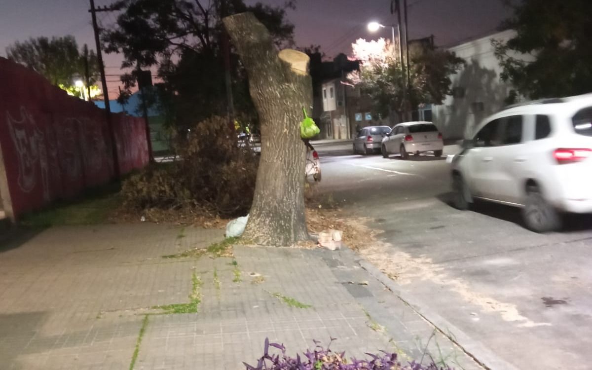 ForoArbol's tweet photo. Puede la municipalidad explicarnos porque? Esto es poda o tala ? Asi quedo un fresno de 17 37 y 38.( Imagen extraida del diario El Día).@JulioGarro @ppetchart https://t.co/BeihE15mMm