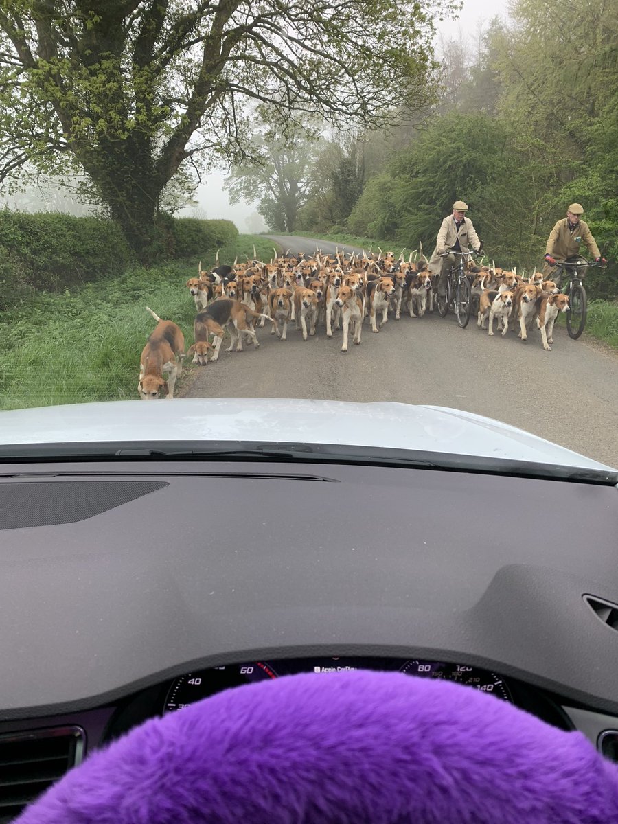 teamcroxtonk's tweet photo. My drive to work this morning #onlyinthecountry https://t.co/gcG4MF0Xhb